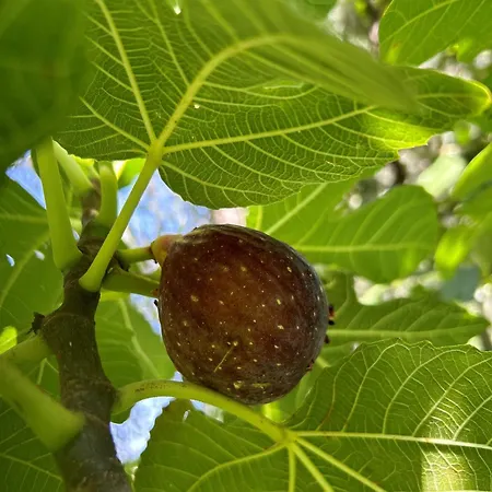Lilla - Luxury Pool And Wine With View Villa Bellagio