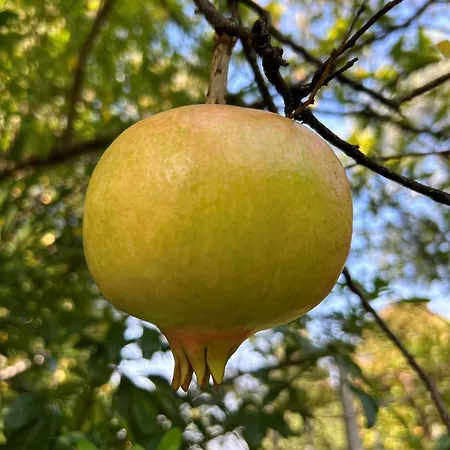 Lilla - Luxury Pool And Wine With View